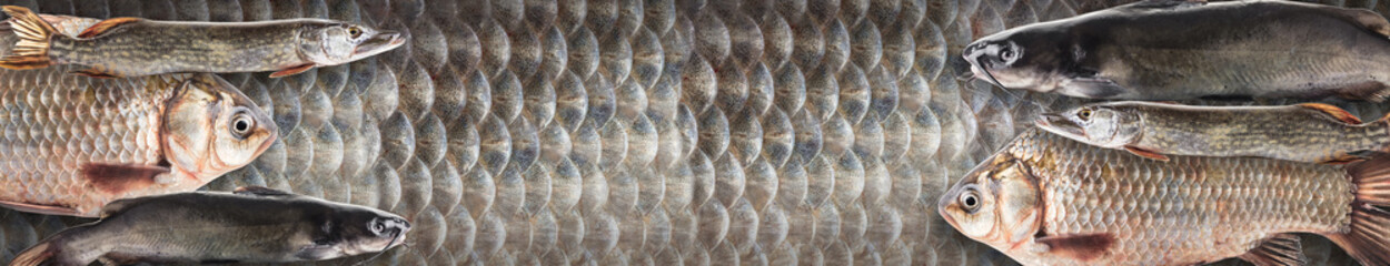 river fish, photo collage