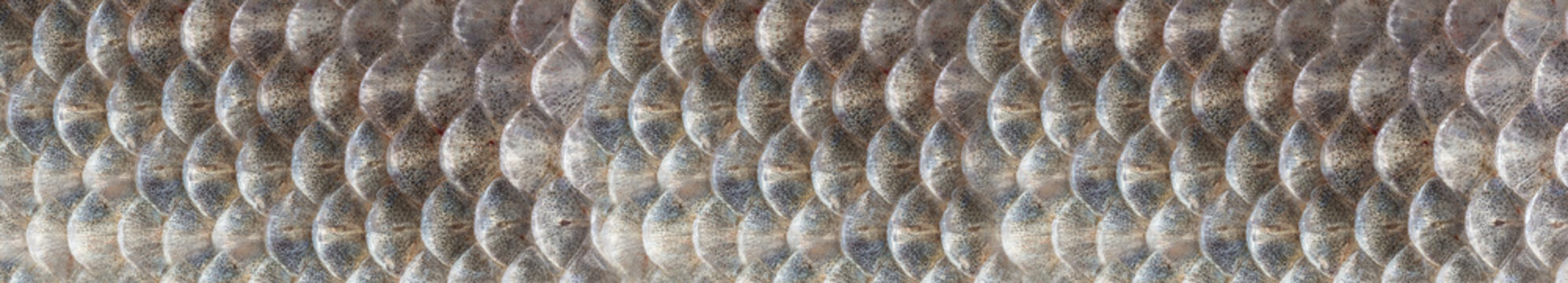texture of fish scales close-up