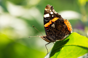 Butterfly on the flower