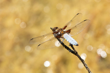 Dragonfly