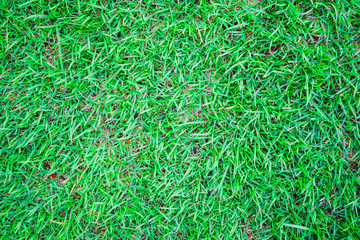 green grass background