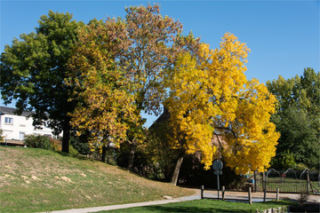 Naklejka premium drzew jesienią w ogrodach hortillonnages Amiens nad Sommą we Francji