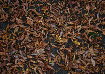 abstract background with fallen autumn leaves