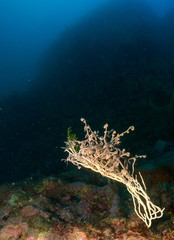 gorgonia en el mediterráneo con fondo azul