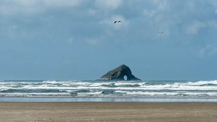 Seagulls flying over the 90 mile beach in New Zealand