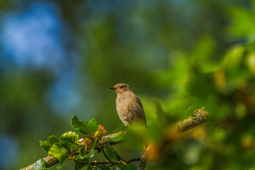 Wildpark Eichert