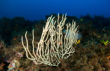 gorgonia en el mediterráneo con fondo azul