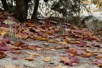 Кленовые разноцветные листья лежат на земеле