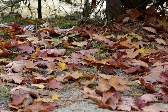 Кленовые разноцветные листья лежат на земеле