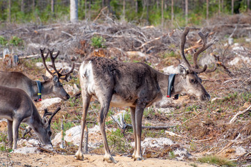 Naklejka na ściany i meble Finland. Deer with a GPS-collar. GPS beacon is used for deer registration and location information.