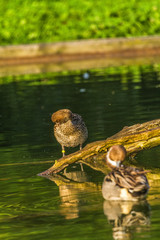 Wildpark Eichert