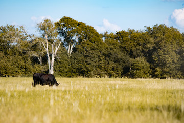 Lone Angus grazing in open pasture © jackienix