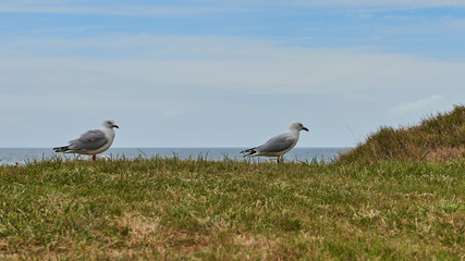Red rimmed seagull with distinctive markings