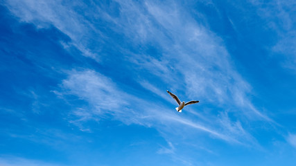 Black billed seagull soaring in the sky