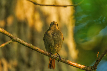 Wildpark Eichert