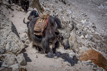 Close up, front view of domestic yak (Bos grunniens) carrying groceries and mountaineering equipment. Sagarmatha (Everest) National Park, Nepal.