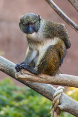 Primate