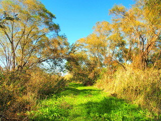 Fototapeta premium 秋の河川敷の道と黄葉の木々