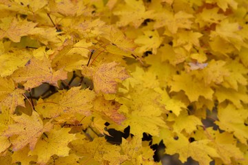 Кленовые листья на дереве