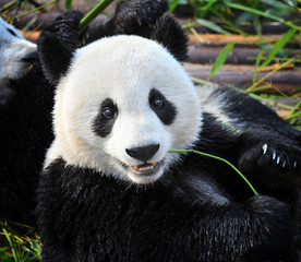 Closeup of giant panda bear