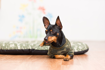 Dog Toy Terrier in the colors of khaki