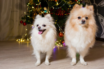 Two dogs of breed a Pomeranian beige and white colors stand near Christmas tree