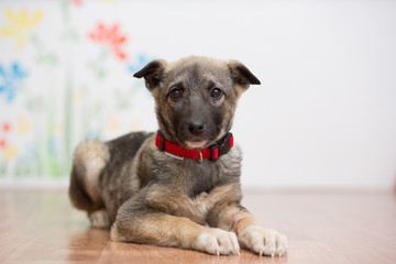 A little mongrel puppy in a red collar lies on the floor