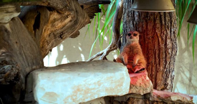 A beautiful animal stands on a tree meerkat, gopher, nature background. Concept: Meerkat family, Wildlife, Park, zoo.