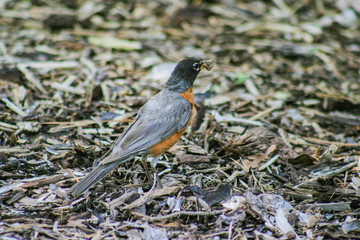 Birds