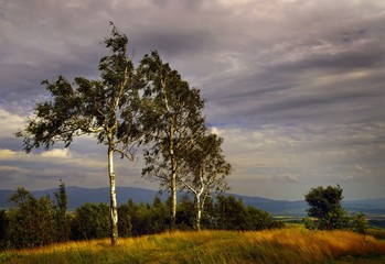 Tree