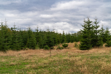 Bald ist Weihnachten  , Weihnachtsbäume in einer Baumschule