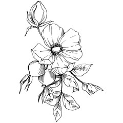 Wildflower rosa canina in a vector style isolated. Black and white engraved ink art. Vector flower for background, texture, wrapper pattern, frame or border.