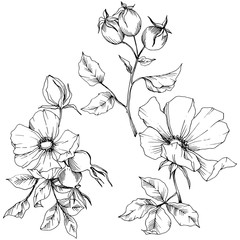 Wildflower rosa canina in a vector style isolated. Black and white engraved ink art. Vector flower for background, texture, wrapper pattern, frame or border.