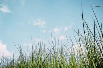 Obraz na płótnie Canvas Vintage nature background green of grass plant and sky background.