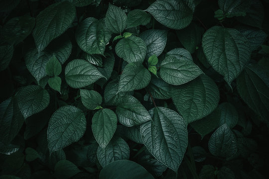 Fototapeta Ulistnienie tropikalny liść w ciemnozielonej teksturze, abstrakt natury deseniowy tło.