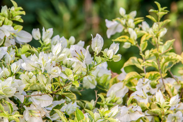 white flowers in the garden