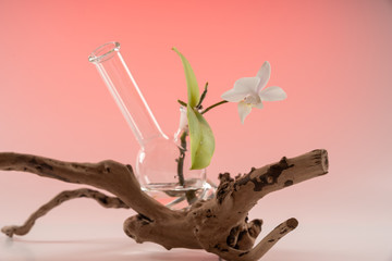 Orchid in the vessel of Smoking accessories Bong 2.