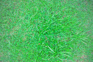 Green grass texture background. Ideas for making a green background