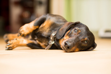 Dog Dachshund lying on the floor