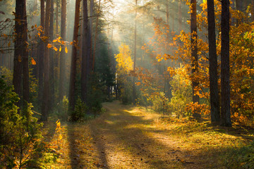 Fototapeta premium Fall wonderland