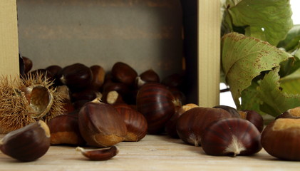 Sweet chestnuts raw 