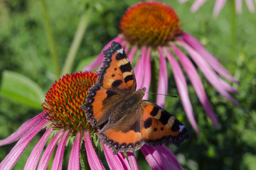 Red Admiral Butterfly on a flowers of red color in a garden