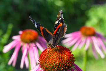 Red Admiral Butterfly on a flowers of red color in a garden