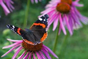 Red Admiral Butterfly on a flowers of red color in a garden