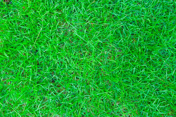 Green grass texture, Green grass texture background.