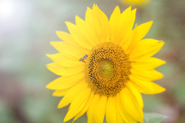 sunflower in the garden