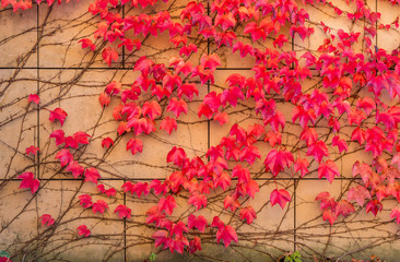 Naklejka na ściany i meble Autumn background - colorful ivy leaves on stone wall