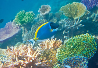 Naklejka na ściany i meble Fishes in corals. Underwater world.