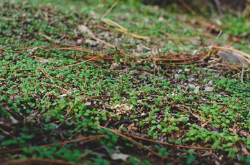 The ground covered in green little sprouts of fresh green plants. 