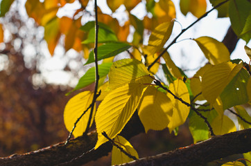 The leaves as they start to change in the tree branches of the forest trees. 